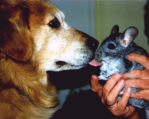 Chinchilla_getting_a_Doggykiss